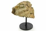 Fossil Triceratops Femur Section w/ Metal Stand - South Dakota #378519-1